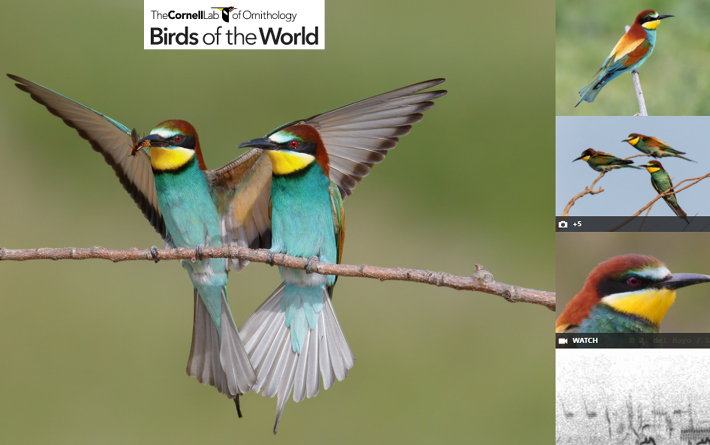Photos of birds in Birds of the World. 