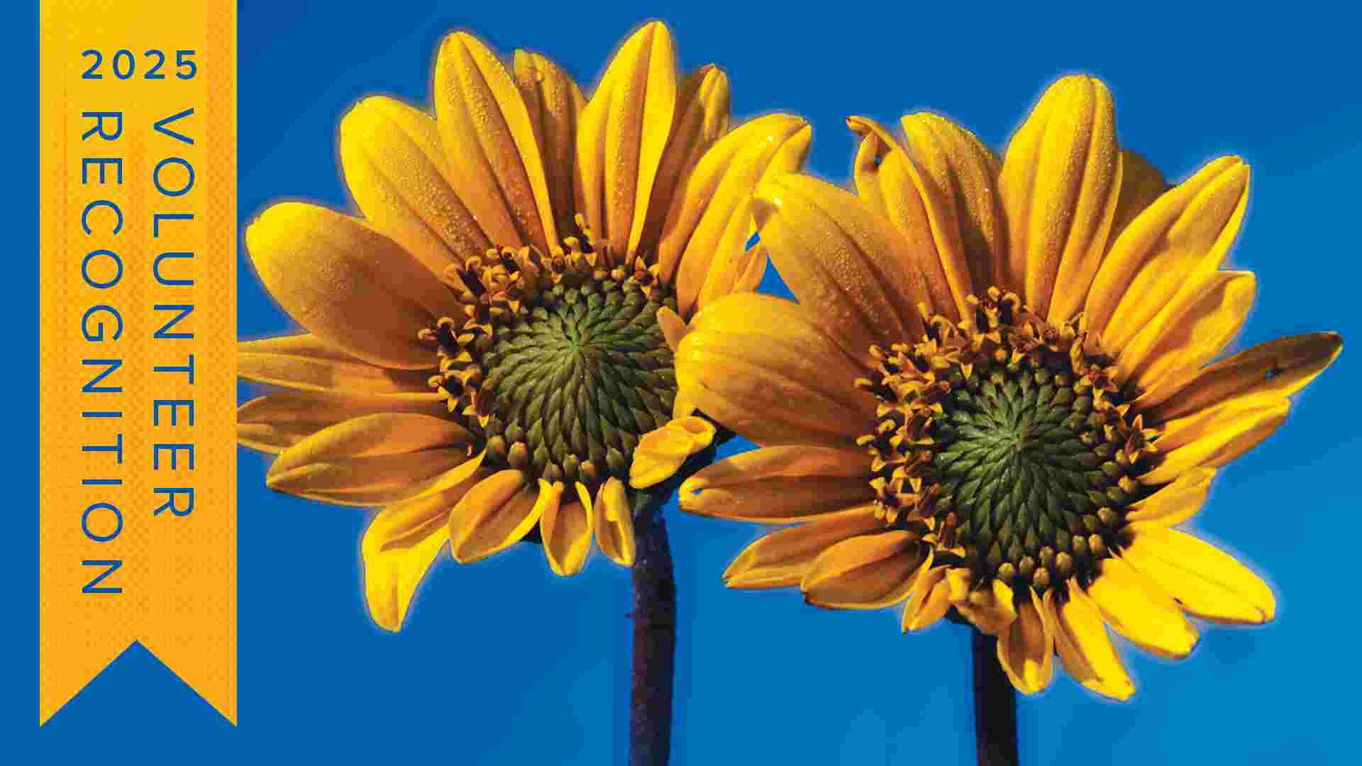 two sunflowers against a blue background with the words 2025 Volunteer Recognition