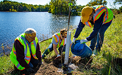 Three volunteers wearing safety vests planting and watering a tree next to a lake