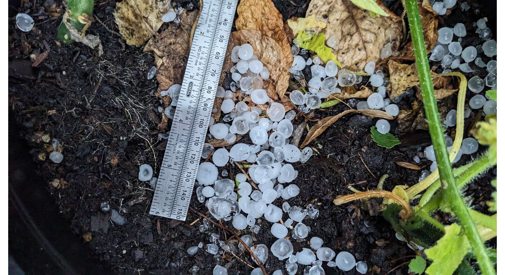 Numerous hail stones on the ground with a ruler next to them for size reference.