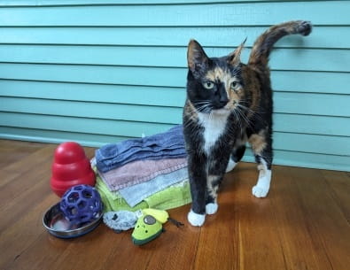 Cat with towels and cat toys