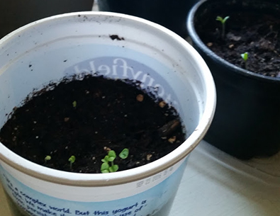 Indoor seedlings