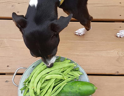 dog with bowl of vegetables