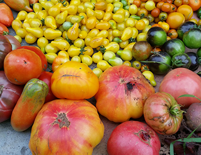 fresh tomatoes