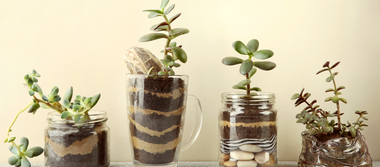 Decorative upcycled glass mugs with planted succulents
