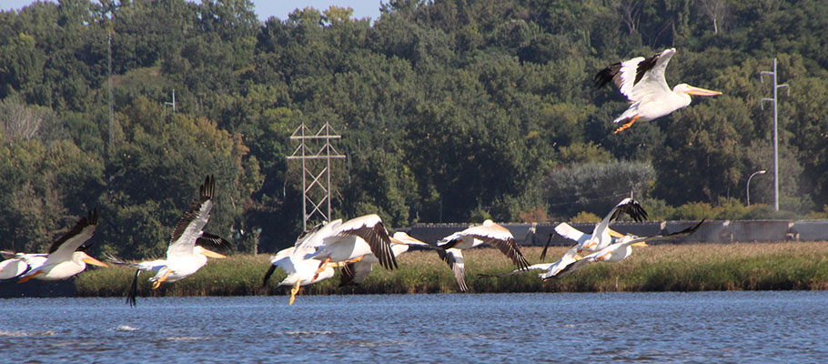 Pelicans flying over Mississippi River