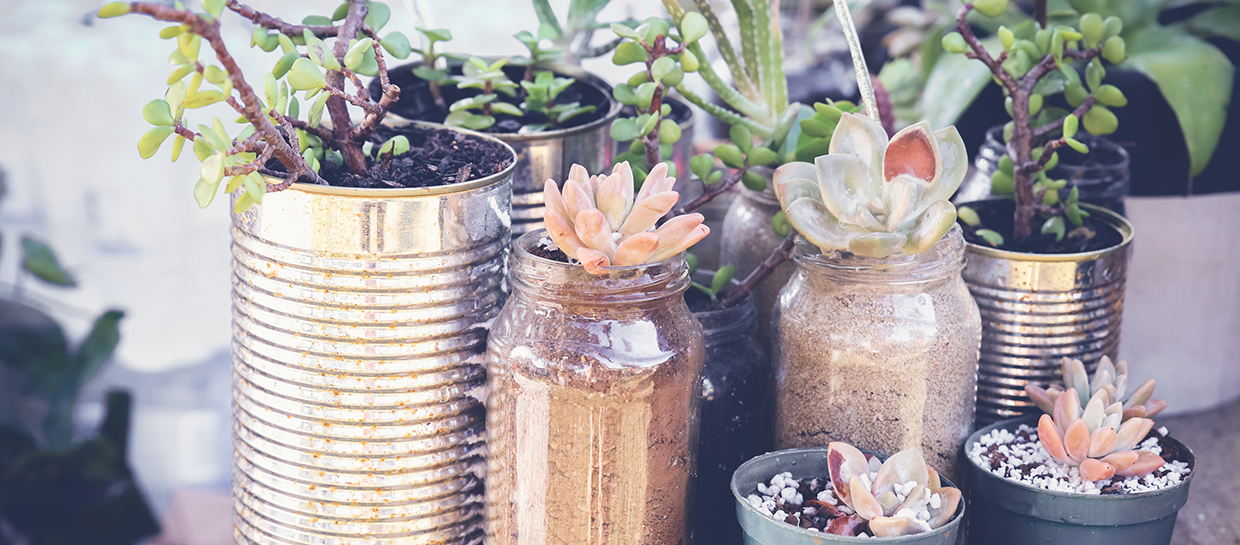 Jars and cans reused to hold plants and succulents