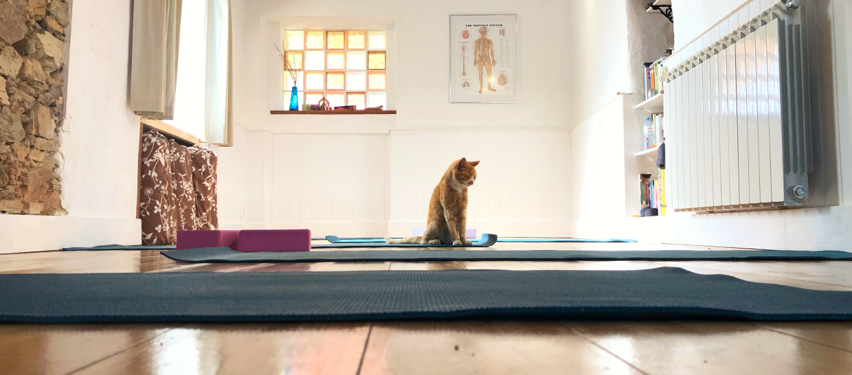 Cat on yoga mat in extra living space