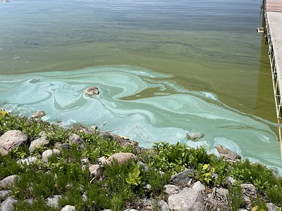 Blue-green algae blooms on a lake