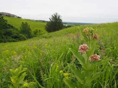 Rolling grass hills with milkweed flower