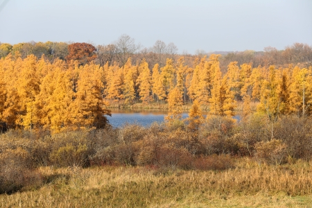 Tamaracks in autumn