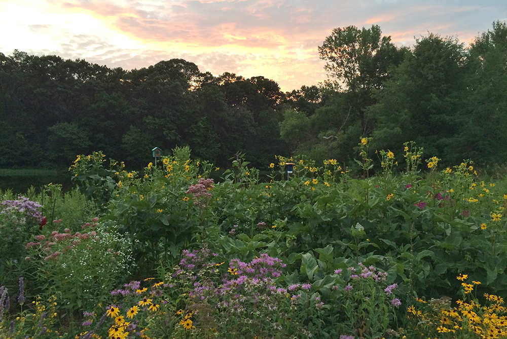 Pollinator garden with flowers of many different colors